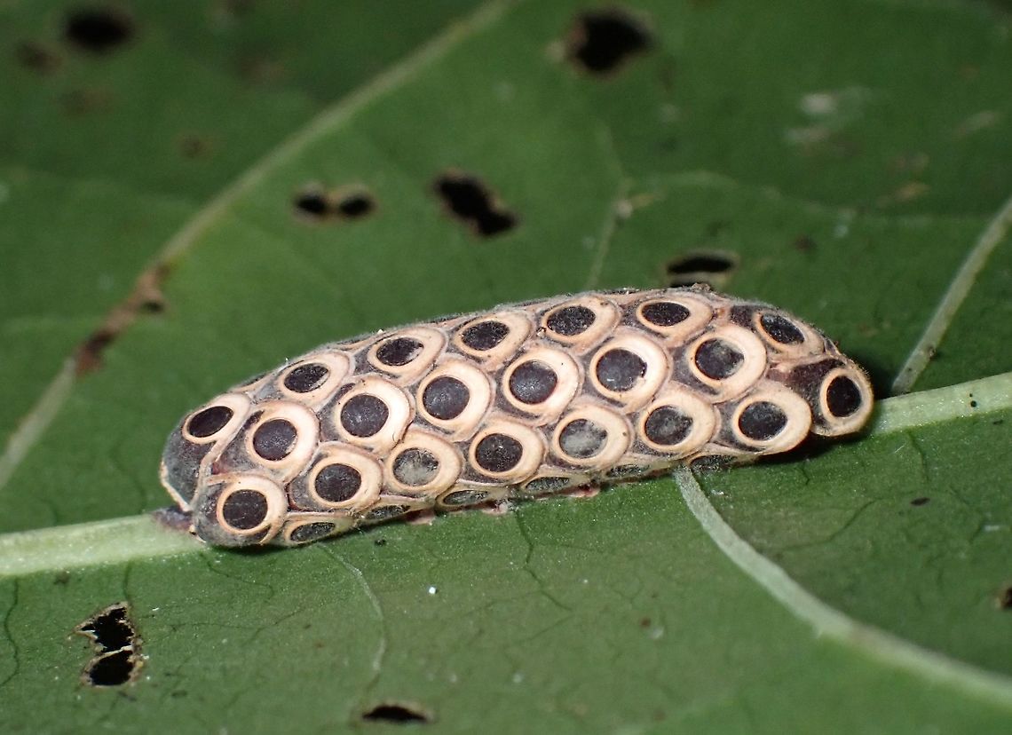 Ootheca This are Ootheca of Phasmid of the species Kalocorinnis wegneri.<br />
Usually, Phasmids lays their eggs by dropping them, burying them in soils/substrate, pinning them to leaf/branches or gluing them to leaf/branches but Phasmids from the tribe Korinnini seems to have evolved to lay their eggs in a cluster in the form of Ootheca, similar to Ootheca of Praying Mantis.<br />
<br />
The laying of Ootheca by Phasmid was first documented by a Group of Taxanomists conducting an expedition in Vietnam, where they chance upon a Phasmid (likely new to science) in the final moments of laying her Ootheca.  Check out their video here :<br />
<br />
<section class="video"><iframe width="448" height="282" src="https://www.youtube-nocookie.com/embed/Mk1wfugbp7o?hd=1&autoplay=0&rel=0" frameborder="0" allowfullscreen></iframe></section> Borneo,Kalocorinnis wegneri,Malaysia,Ootheca,Phasmid,Sabah,Stick Insect