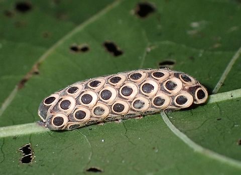 Ootheca This are Ootheca of Phasmid of the species Kalocorinnis wegneri.
Usually, Phasmids lays their eggs by dropping them, burying them in soils/substrate, pinning them to leaf/branches or gluing them to leaf/branches but Phasmids from the tribe Korinnini seems to have evolved to lay their eggs in a cluster in the form of Ootheca, similar to Ootheca of Praying Mantis.

The laying of Ootheca by Phasmid was first documented by a Group of Taxanomists conducting an expedition in Vietnam, where they chance upon a Phasmid (likely new to science) in the final moments of laying her Ootheca.  Check out their video here :

https://www.youtube.com/watch?v=Mk1wfugbp7o Borneo,Kalocorinnis wegneri,Malaysia,Ootheca,Phasmid,Sabah,Stick Insect