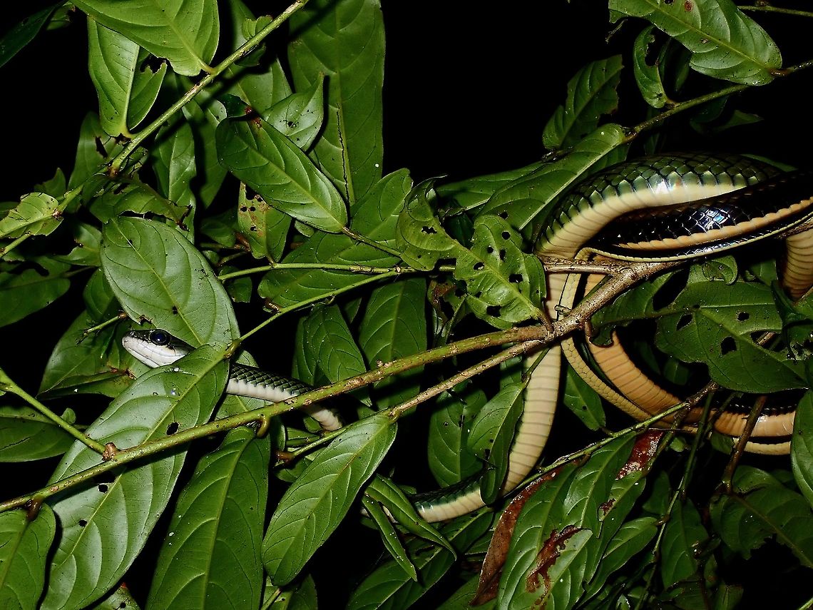 White-Bellied Rat Snake This White-Bellied Rat Snake - Ptyas fusca was seen a bit higher up in the tree, was not able to get better close-up shot of this beauty, unfortunately. Borneo,Malaysia,Ptyas fusca,Rat Snake,Sabah,Snake,White-bellied Rat Snake