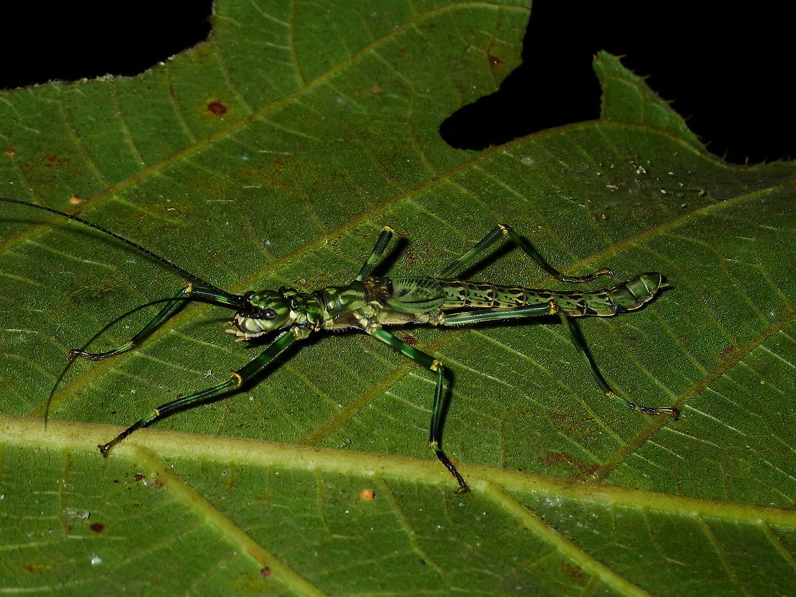 Stick Insect/Phasmid - Aschiphasma annulipes A female sub-adult Phasmid of the species Aschiphasma annulipes.<br />
Their black/green colouration looks like the army camouflage. Aschiphasma annulipes,Black and green phasma,Borneo,Brunei,Phasmid,Stick Insect