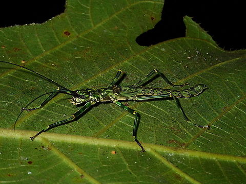 Stick Insect/Phasmid - Aschiphasma annulipes A female sub-adult Phasmid of the species Aschiphasma annulipes.
Their black/green colouration looks like the army camouflage. Aschiphasma annulipes,Black and green phasma,Borneo,Brunei,Phasmid,Stick Insect