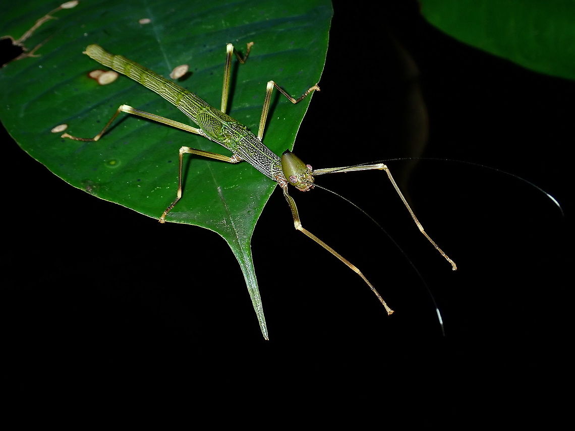 Stick Insect/Phasmid - Paradiacantha acanthocephala Female sub-adult of Stick Insect/Phasmid of the species - Paradiacantha acanthocephala. Borneo,Brunei,Paradiacantha acanthocephala,Phasmid,Stick Insect