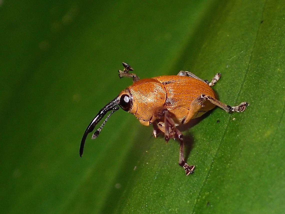 Yes, I lied! An Acorn Weevil (Genus Curculio) with a long snout which it uses to feed.<br />
Looks similar to Curculio glandium but this species is recorded from North America, so most likely something different.<br />
<br />
In the picture, it has its 2 front legs raised, looking as it is admitting it lied and now its 'nose'/snout is growing longer like Pinocchio :D Acorn Weevil,Curculio,Curculio sp,Luzon,Philippines,Weevil