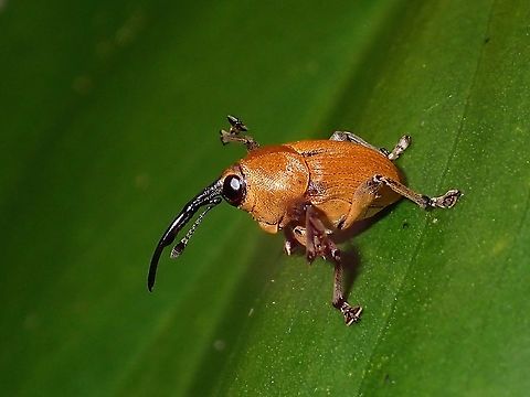 Yes, I lied! An Acorn Weevil (Genus Curculio) with a long snout which it uses to feed.
Looks similar to Curculio glandium but this species is recorded from North America, so most likely something different.
In the picture, it has its 2 front legs raised, looking as it is admitting it lied and now its 'nose'/snout is growing longer like Pinocchio :D Acorn Weevil,Curculio,Curculio sp,Luzon,Philippines,Weevil