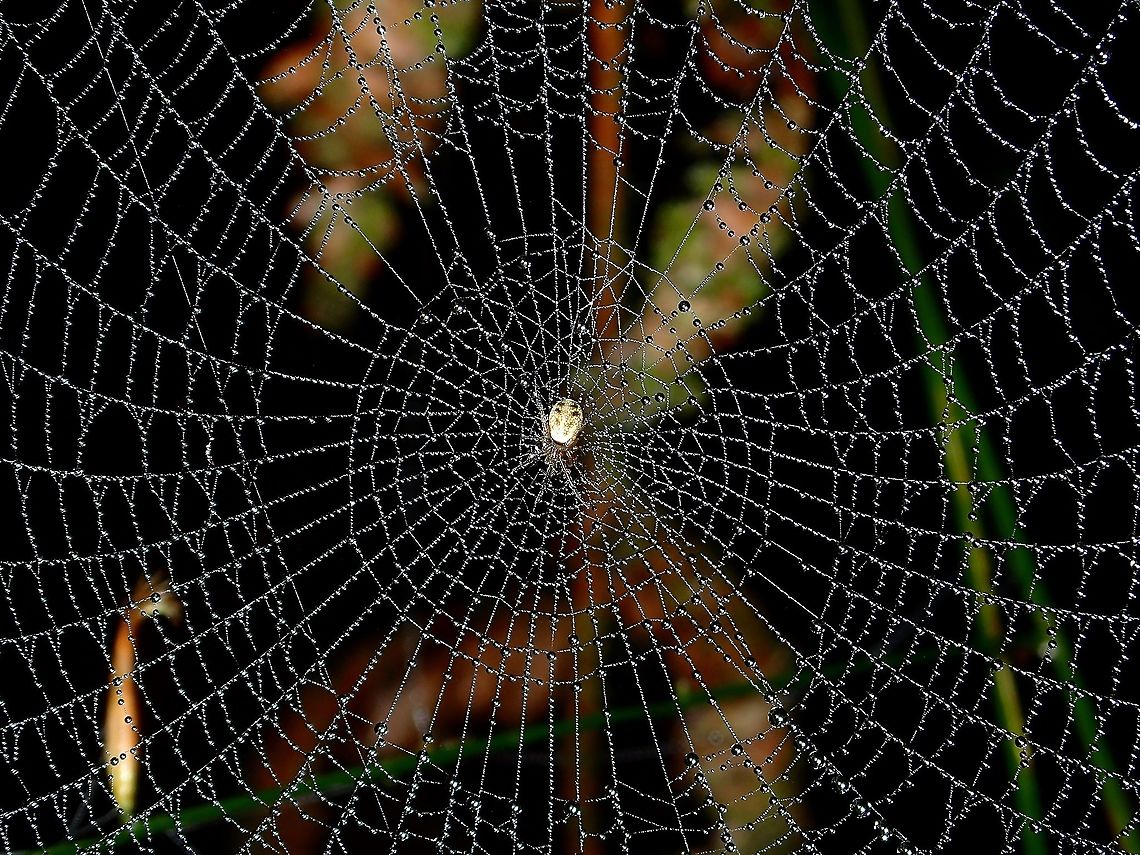 Spider Web covered in morning dew Not able to get the ID of the Spider, but like the way the webbings are covered in morning dew. Malaysia,Pahang,Spider,Webbing