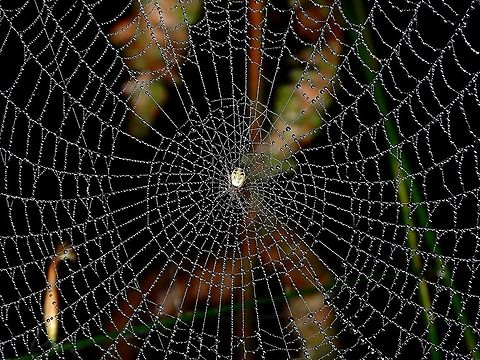 Spider Web covered in morning dew Not able to get the ID of the Spider, but like the way the webbings are covered in morning dew. Malaysia,Pahang,Spider,Webbing