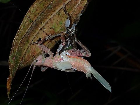 Pretty in Pink! This Pink coloured Katydid is in the process of moulting to adult. Insect,Katydid,Philippines,Pink,Quezon