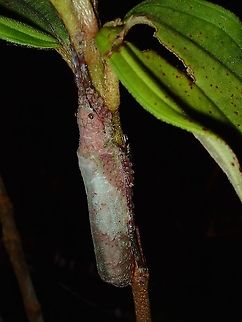 Pink Katydid Pink coloured Katydid Insect,Katydid,Philippines,Quezon