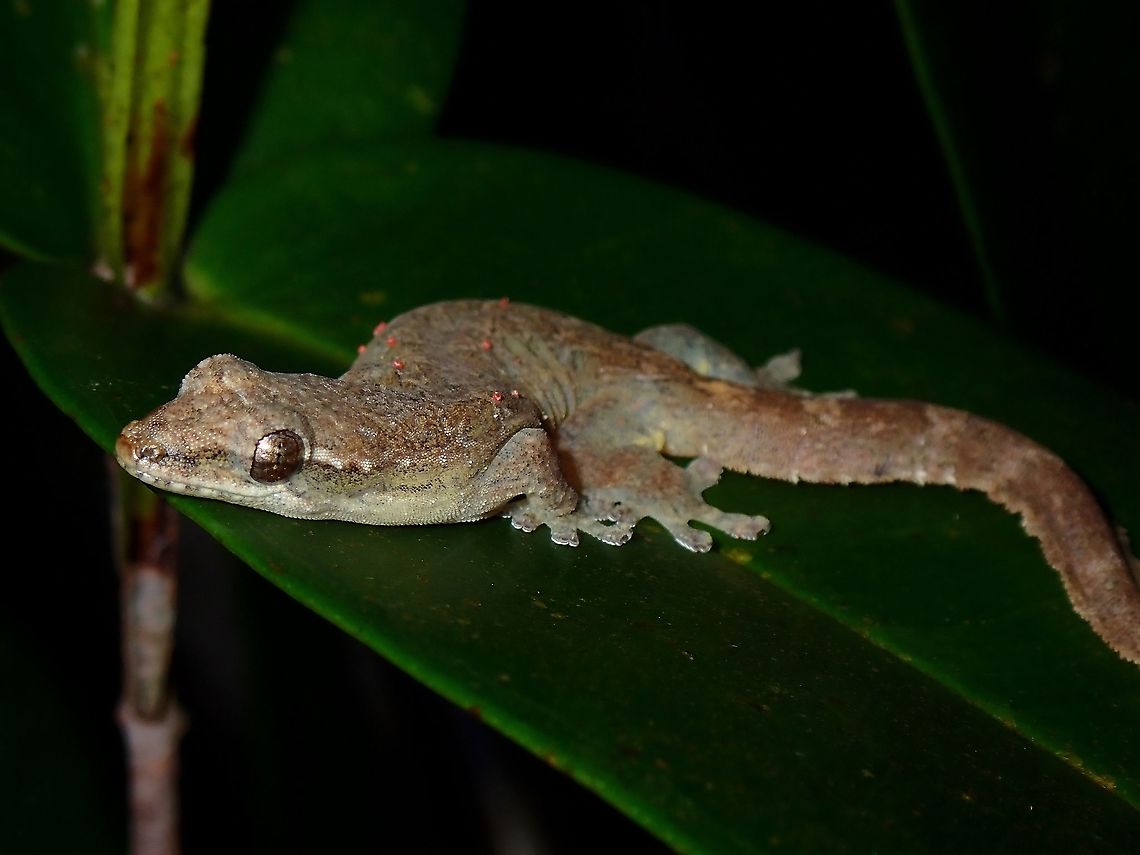 Small Broad-Tailed Smooth-Scaled Gecko This Small Broad-Tailed Smooth-Scaled Gecko - Lepidodactylus planicaudus is also known as Mindanao Scaly-Toed Gecko.<br />
<br />
This particular individual has lots of mites on the back of its body. Gecko,Lepidodactylus planicaudus,Mindanao Scaly-Toed Gecko,Philippines,Sibuyan,Small Broad-Tailed Smooth-Scaled Gecko