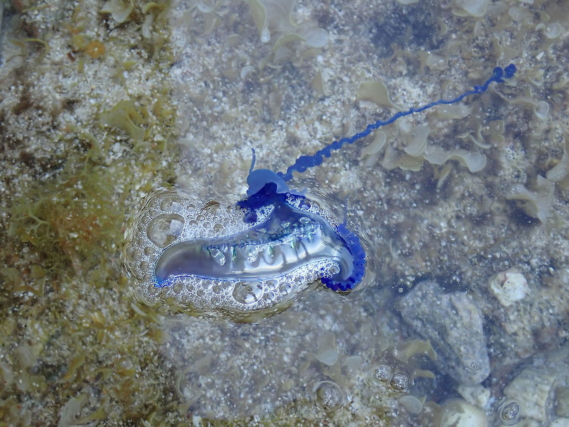 Portuguese Man O' War Saw this Portuguese Man O' War Jellyfish washed up on a beach. French Polynesia,Jellyfish,Physalia physalis,Portuguese man o' war,Rurutu,Tahiti