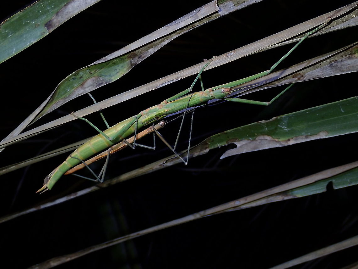 Stick Insect/Phasmid - Graeffea crouanii I wonder if this is the only species of Stick Insect/Phasmid to be found in French Polynesia.<br />
This Coconut Stick Insect - Graeffea crouanii is considered as pests wherever they are found as they mostly feeds on Coconut leafs, hence its name.  They are probably spread around in the Pacific Islands from fallen coconut fronds that got washed around in the ocean or introduced by humans unknowingly through transport of coconut fronds. Coconut Stick Insect,French Polynesia,Graeffea crouanii,Phasmid,Stick Insect,Tahiti