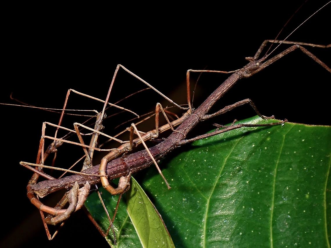 How many males does it takes to do the 'job'? A strange encounter with a Group of Phasmids from the sub-family of Lonchodinae.  3 males were trying to mate with a female, but looks like unsuccessful based on the positions of their genitalia.<br />
<br />
This Phasmids were seen at a high elevation of 2,600 masl, pretty small in size probably due to dwarfism related to colder temperatures from higher altitudes.  Night temperatures was as low as 8C during the trip. Lonchodidae,Luzon,Phasmid,Philippines,Stick Insect