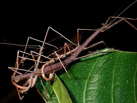 How many males does it takes to do the 'job'? A strange encounter with a Group of Phasmids from the sub-family of Lonchodinae.  3 males were trying to mate with a female, but looks like unsuccessful based on the positions of their genitalia.

This Phasmids were seen at a high elevation of 2,600 masl, pretty small in size probably due to dwarfism related to colder temperatures from higher altitudes.  Night temperatures was as low as 8C during the trip. Lonchodidae,Luzon,Phasmid,Philippines,Stick Insect