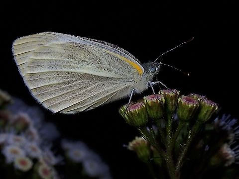 Indian White Cabbage - Pieris canidia  Benguet,Butterfly,Indian cabbage white,Luzon,Philippines,Pieris canidia