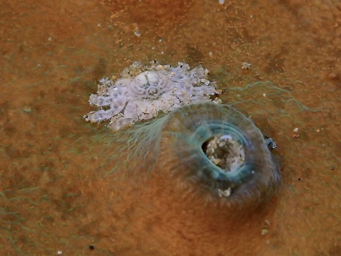 Gall/Medallion Crab - Pseudocryptochirus viridis This tiny crab is a very small parasite (Gall Crab). It affects mainly corals genus Turbinaria, on which it feeds on and in which it lives.  Pseudocryptochirus viridis digs small holes in the coral and inhabit cavities in the stony coral.The crab lives inside corals.It feeds on coral polyps or mucus. Anilao,Batangas,Crab,Gall Crab,Medallion Crab,Philippines,Pseudocryptochirus viridis