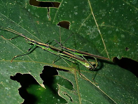 Stick Insect/Phasmid - Parorthomeria alexis  Brunei,Parorthomeria Alexis,Phasmatodea,Phasmid,Stick Insect