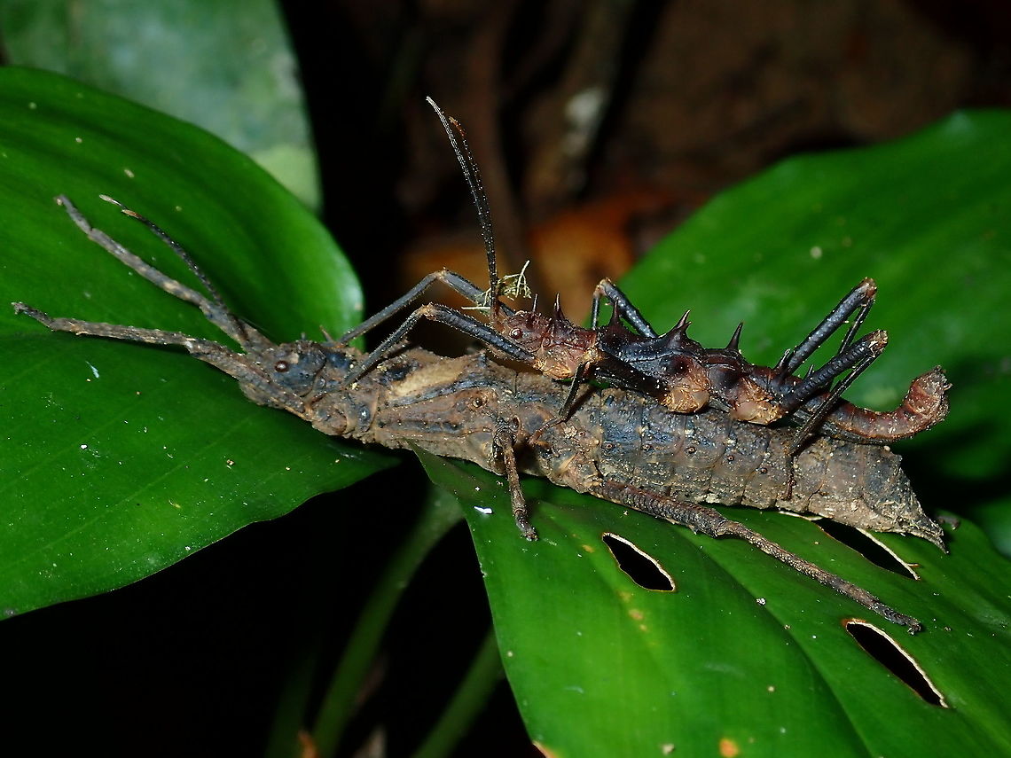 Sticky Couple A pair of Stick Insect/Phasmid - Hoploclonia cuspidate Brunei,Hoploclonia cuspidata,Phasmatodea,Phasmid,Stick Insect