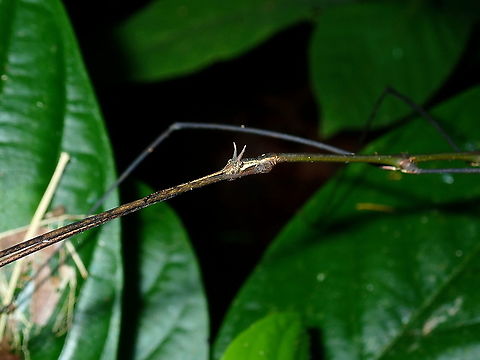 Stick Insect/Phasmid - Prosentoria arrogant Male Phasmid of the species Prosentoria arrogans  Brunei,Phasmatodea,Phasmid,Prosentoria arrogans,Stick Insect