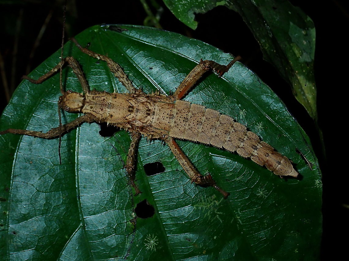 Spiny Stick Female nymph of Stick Insect/Phasmid of the species Haaniella echinata Brunei,Haaniella echinata,Phasmatodea,Phasmid,Prickly Haaniella,Stick Insect