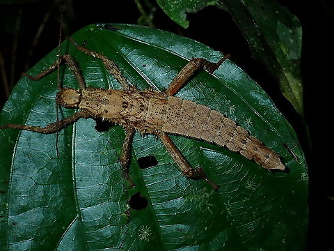 Spiny Stick Female nymph of Stick Insect/Phasmid of the species Haaniella echinata Brunei,Haaniella echinata,Phasmatodea,Phasmid,Prickly Haaniella,Stick Insect
