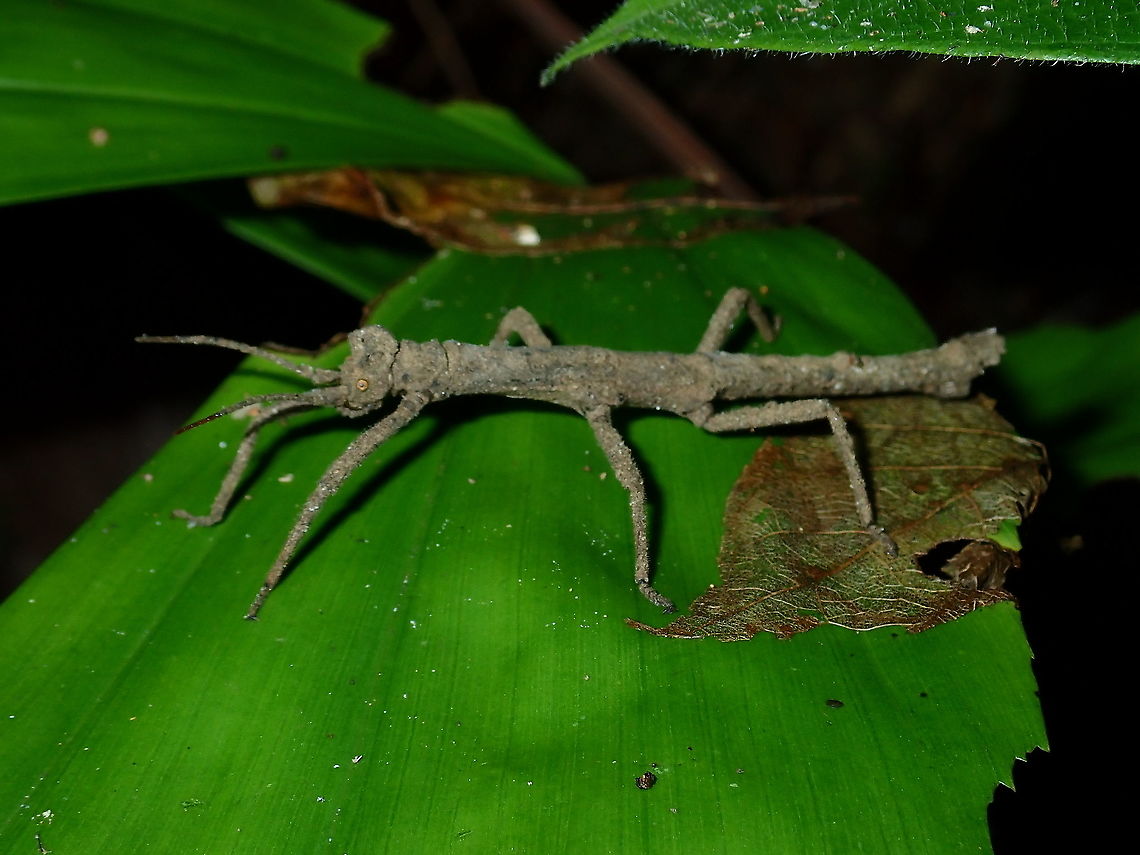Stick Insect/Phasmid - Pylaemenes borneensis Male Phasmid of the species Pylaemenes borneensis Brunei,Phasmatodea,Phasmid,Pylaemenes borneensis,Stick Insect