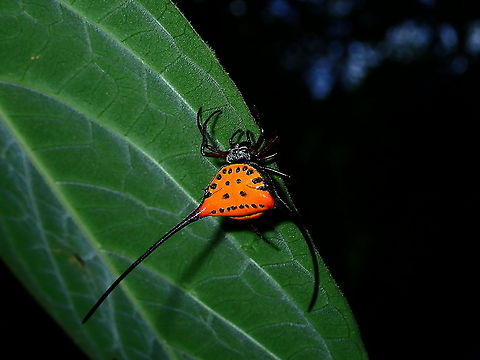 Orb-Weaver Spider - Macracantha arcuata  Brunei,Macracantha arcuata,Orb-Weaver Spider,Spider