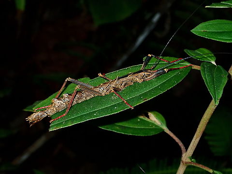 Stick Insect/Phasmid - Dinophasma saginatum Female Phasmid of the species Dinophasma saginatum Brunei,Dinophasma saginatum,Phasmatodea,Phasmid,Stick Insect