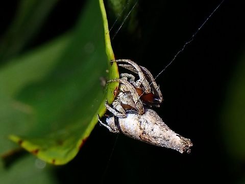 Orb-Weaver Spider - Poltys elevatus This Orb-Weaver Spider - Poltys elevatus is also known as Twig Spider Coron,Orb-Weaver Spider,Palawan,Philippines,Poltys elevatus,Spider,Twig Spider