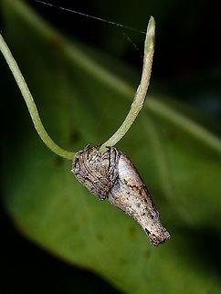 Twig on a wrong colour This Orb-Weaver Spider - Poltys elevatus tried to hide itself, but on the stalk of a leaf instead of twigs/branches. Coron,Orb-Weaver Spider,Palawan,Philippines,Poltys elevatus,Spider,Twig Spider