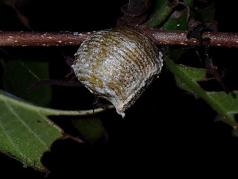 Golden Ootheca Ootheca of Praying Mantis - Hierodula manillana.

At the moment, the species name Hierodula manillana is considered a junior synonym of Hierodula patellifera (Asian Mantis).  However, it has been verified that Hierodula manillana is a valid species, and is recorded from Philippines.  
Scientific work to restore it as valid species is in progress now and hopefully will be publish in the near future.
 Asian mantis,Hierodula manillana,Luzon,Mantis,Philippines,Praying Mantis