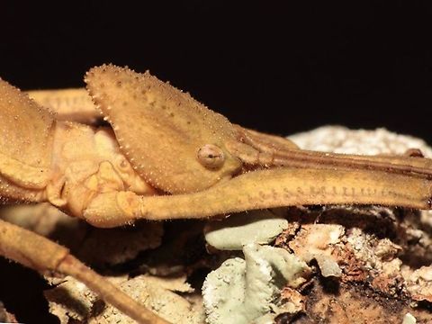 Alien Face Close-up of female Phasmid of the species Loxopsis valeroi.

This species was newly described in 2016. Borneo,Loxopsis valeroi,Malaysia,Phasmid,Sabah,Stick Insect