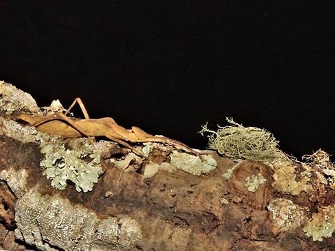 Stick Insect, Phasmid - Loxopsis valeroi Adult female Phasmid/Stick Insect of the species Loxopsis valeroi Borneo,Loxopsis valeroi,Malaysia,Phasmid,Sabah,Stick Insect
