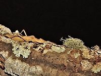 Stick Insect, Phasmid - Loxopsis valeroi Adult female Phasmid/Stick Insect of the species Loxopsis valeroi Borneo,Loxopsis valeroi,Malaysia,Phasmid,Sabah,Stick Insect