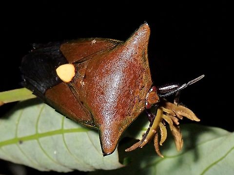 Shield/Stink Bug - Embolosterna taurus Shield/Stink Bug with a distinctive yellow spot on its back. Borneo,Embolosterna taurus,Malaysia,Sabah,Shield Bug,Stink Bug
