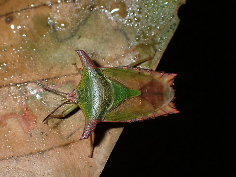 Shield/Stink Bug - Pygoplatys sp.  Borneo,Malaysia,Pygoplatys,Pygoplatys sp,Sabah,Shield Bug,Stink Bug,Tessaratomidae
