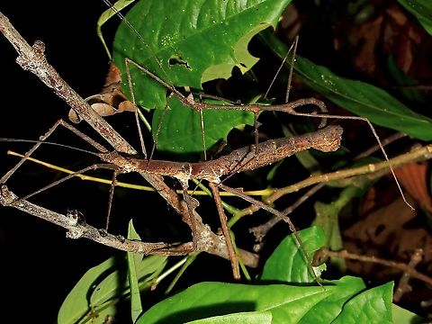 Stick on Stick among Sticks Pair of Stick Insect/Phasmid from the species Stheneboea tuberculata Borneo,Malaysia,Phasmid,Sabah,Stheneboea tuberculata,Stick insect
