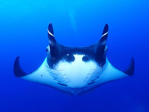 Gentle Giants This Giant Oceanic Manta Ray are fondly called Gentle Giants as despite their size of up to 7 meters wing span, they are harmless to humans.  They are filter feeders feeding on tiny planktons and although they are from the Sting Ray family, they no longer have the venomous barb unlike other smaller sized Sting Rays.

In Socorro, this Gentle Giants are exceptionally friendly to scuba divers and they may even hovers stationery allowing divers to get super close-up with them.  They also enjoys swimming/hovering above scuba divers to allow the exhaled airs (bubbles) to 'rub' their bellies.  It is believes this bubbles irritates the parasites on them and thus helping them to get rid of the parasites.

Previously, they were places under the genus Manta but recently reclassified to under the genus Mobula. Giant Oceanic Manta Ray,Manta Ray,Mexico,Mobula Ray,Mobula birostris,Oceanic Manta Ray,Socorro