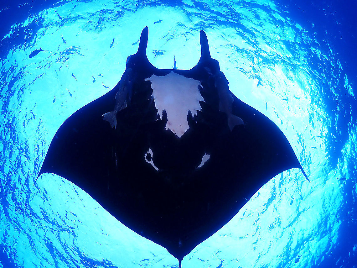 Black Manta Black Manta refers to those individuals that have black coloured belly with spots of white.  This is the opposite of the more common Chevron Manta (white bellied).  The white spots on their bellies can be used to identify different individuals. Giant Manta Ray,Giant Oceanic Manta Ray,Manta Ray,Mexico,Mobula Ray,Mobula birostris,Socorro