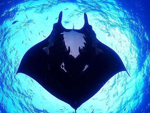 Black Manta Black Manta refers to those individuals that have black coloured belly with spots of white.  This is the opposite of the more common Chevron Manta (white bellied).  The white spots on their bellies can be used to identify different individuals. Giant Manta Ray,Giant Oceanic Manta Ray,Manta Ray,Mexico,Mobula Ray,Mobula birostris,Socorro