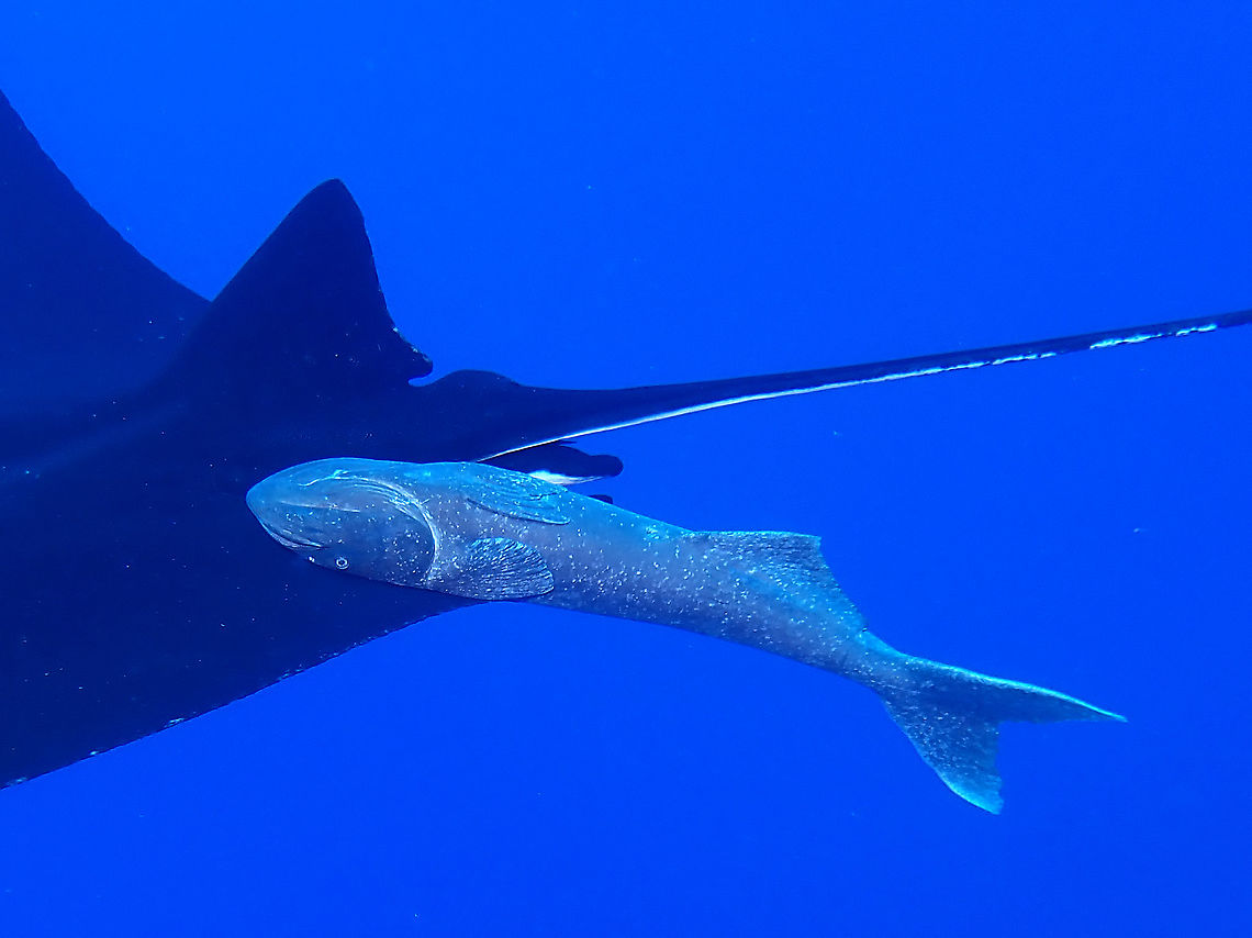 Sucker Fish Remora remora is also known as Sucker Fish as they have modified dorsal fins that they acts like sucker cups to allow them to attach themselves to larger marine fishes/mammals.<br />
<br />
In the picture, it is attached to a Giant Oceanic Manta Ray. Common Remora,Fish,Mexico,Remora remora,Socorro,Sucker Fish
