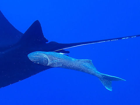 Sucker Fish Remora remora is also known as Sucker Fish as they have modified dorsal fins that they acts like sucker cups to allow them to attach themselves to larger marine fishes/mammals.

In the picture, it is attached to a Giant Oceanic Manta Ray. Common Remora,Fish,Mexico,Remora remora,Socorro,Sucker Fish
