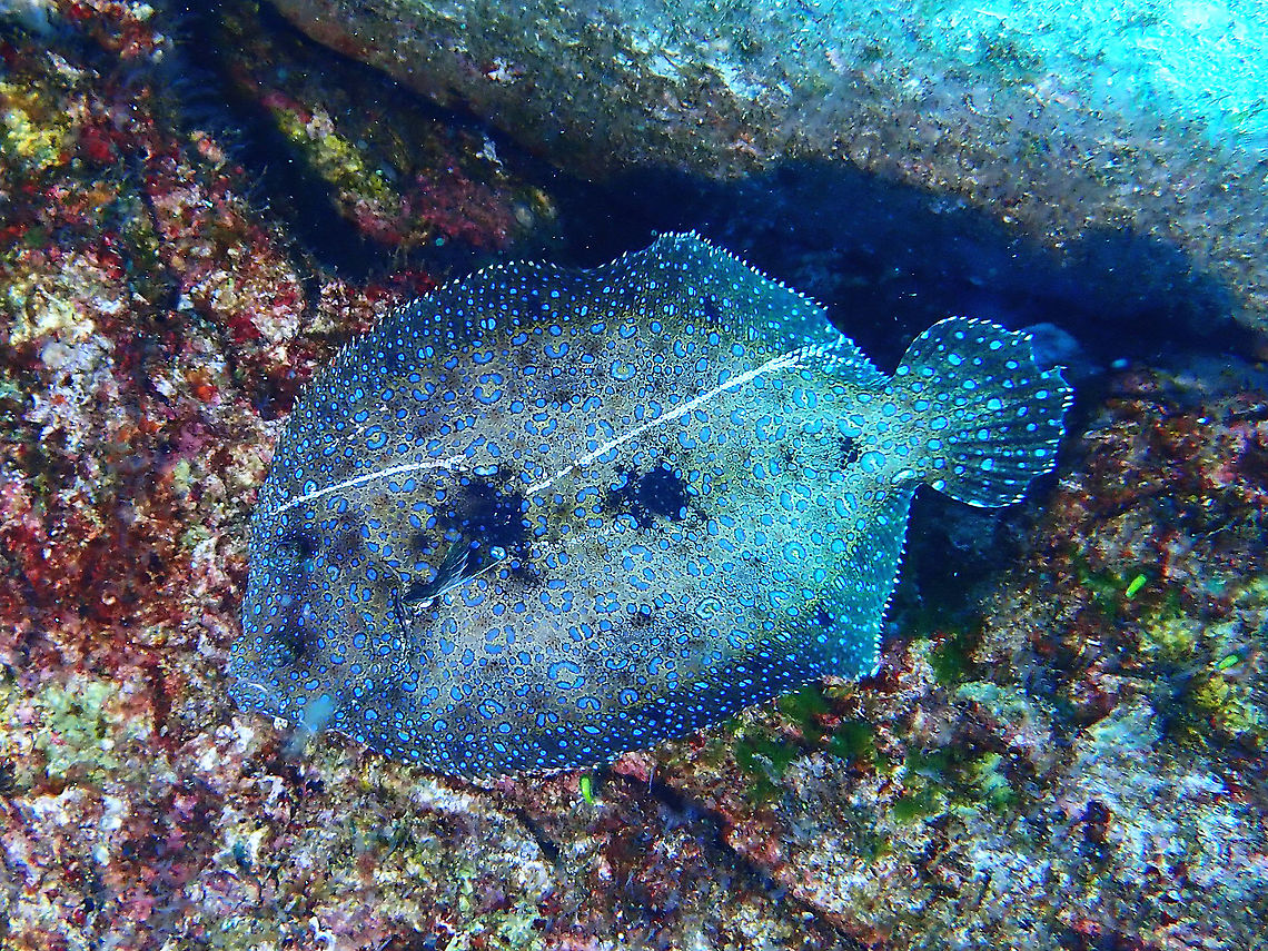 Flounder - Bothus mancus  Bothus mancus,Fish,Flounder,Mexico,Peacock Flounder,Socorro