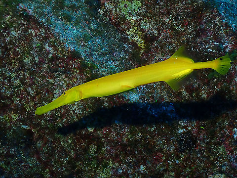 Yellow Trumpet  Aulostomus chinensis,Chinese Trumpetfish,Fish,Mexico,Socorro,Trumpetfish