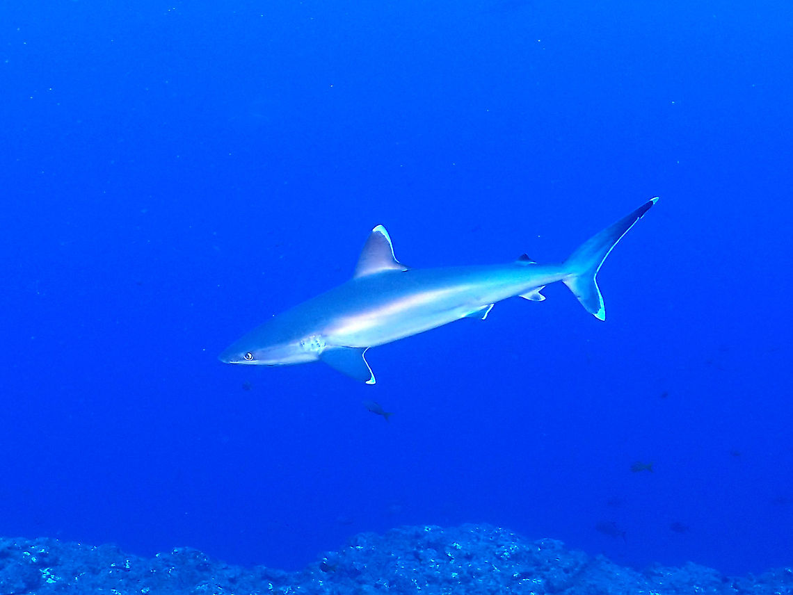 Silvertip Shark - Carcharhinus albimarginatus  Carcharhinus albimarginatus,Fish,Mexico,Shark,Silvertip Shark,Socorro