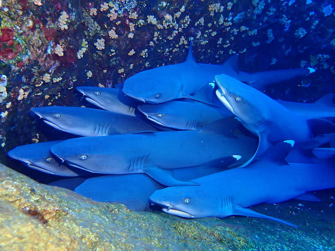 Stacks of Sharks This Whitetip Sharks - Triaenodon obesus are probably the most common Sharks, at least in my experience/encounters.<br />
<br />
During daytime, they can be found sleeping/resting on the &#039;windows&#039; which are crevices on the walls.  Due to limited spaces, this Sharks stacks on top of each other.  Usually there are 20-30 Whitetip Sharks in each &#039;window&#039; and if disturbed by divers/photographers, they will just swims away but returns to the &#039;window&#039; within minutes. Fish,Mexico,Shark,Socorro,Triaenodon obesus,Whitetip Reef Shark,Whitetip Shark