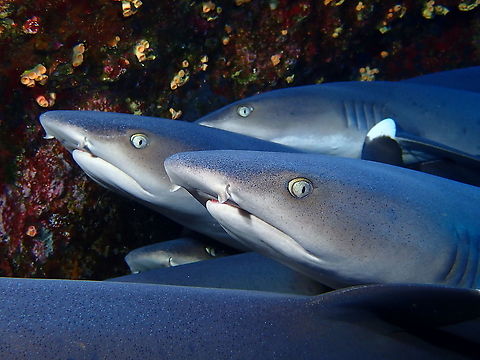Close-up with Whitetip Sharks  Fish,Mexico,Shark,Socorro,Triaenodon obesus,Whitetip Reef Shark,Whitetip Shark