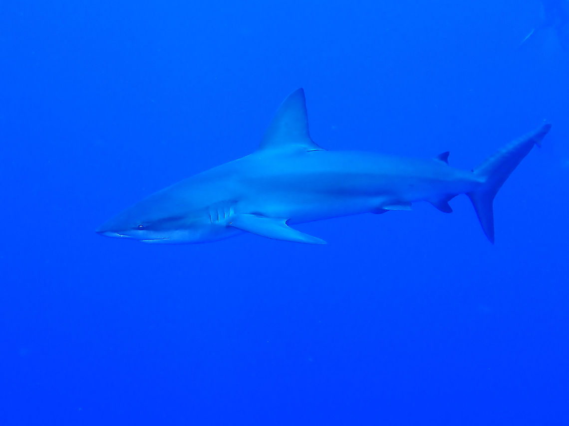 Galapagos Shark The Galapagos Shark -  Carcharhinus galapagensis is considered one of the larger shark species, growing up to 3-3.5 meters length.<br />
<br />
They are also known to feed on other smaller shark species.  I was shown footages during a night dive, when the smaller Whitetip Sharks were busy hunting reef fishes, one of the smaller one of around 1 meter was snapped up by a Galapagos Shark and and all eaten up within 10 seconds! Carcharhinus galapagensis,Fish,Galapagos Shark,Mexcio,Shark,Socorro