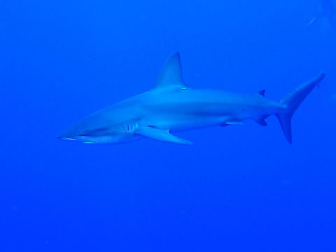 Galapagos Shark The Galapagos Shark -  Carcharhinus galapagensis is considered one of the larger shark species, growing up to 3-3.5 meters length.

They are also known to feed on other smaller shark species.  I was shown footages during a night dive, when the smaller Whitetip Sharks were busy hunting reef fishes, one of the smaller one of around 1 meter was snapped up by a Galapagos Shark and and all eaten up within 10 seconds! Carcharhinus galapagensis,Fish,Galapagos Shark,Mexcio,Shark,Socorro