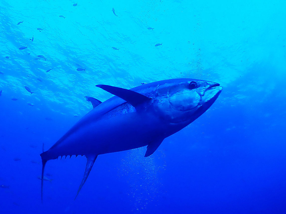 Yellowfin Tuna - Thunnus albacares This Yellowfin Tuna - Thunnus albacares is an impressive fish, growing up to 2.4 meters in length and they are very fast swimmers too. Fish,Mexico,Socorro,Thunnus albacares,Tuna,Yellowfin Tuna