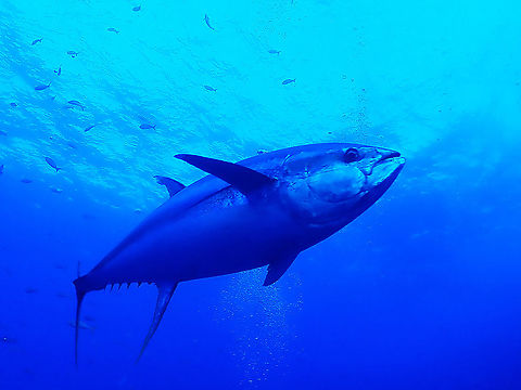 Yellowfin Tuna - Thunnus albacares This Yellowfin Tuna - Thunnus albacares is an impressive fish, growing up to 2.4 meters in length and they are very fast swimmers too. Fish,Mexico,Socorro,Thunnus albacares,Tuna,Yellowfin Tuna